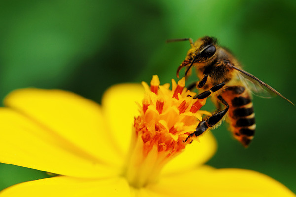 Em hãy tả con ong 
