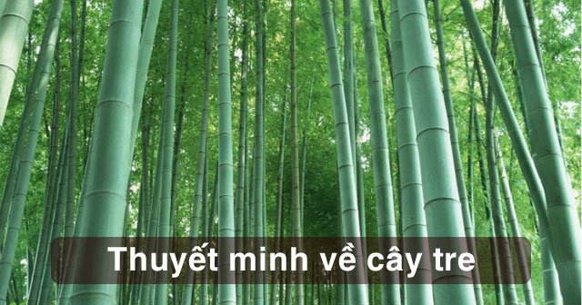 Cảm nghĩ về cây tre Việt Nam Dàn ý 11 mẫu Ngữ Văn 7 Phòng GDDT Sa Thầy
