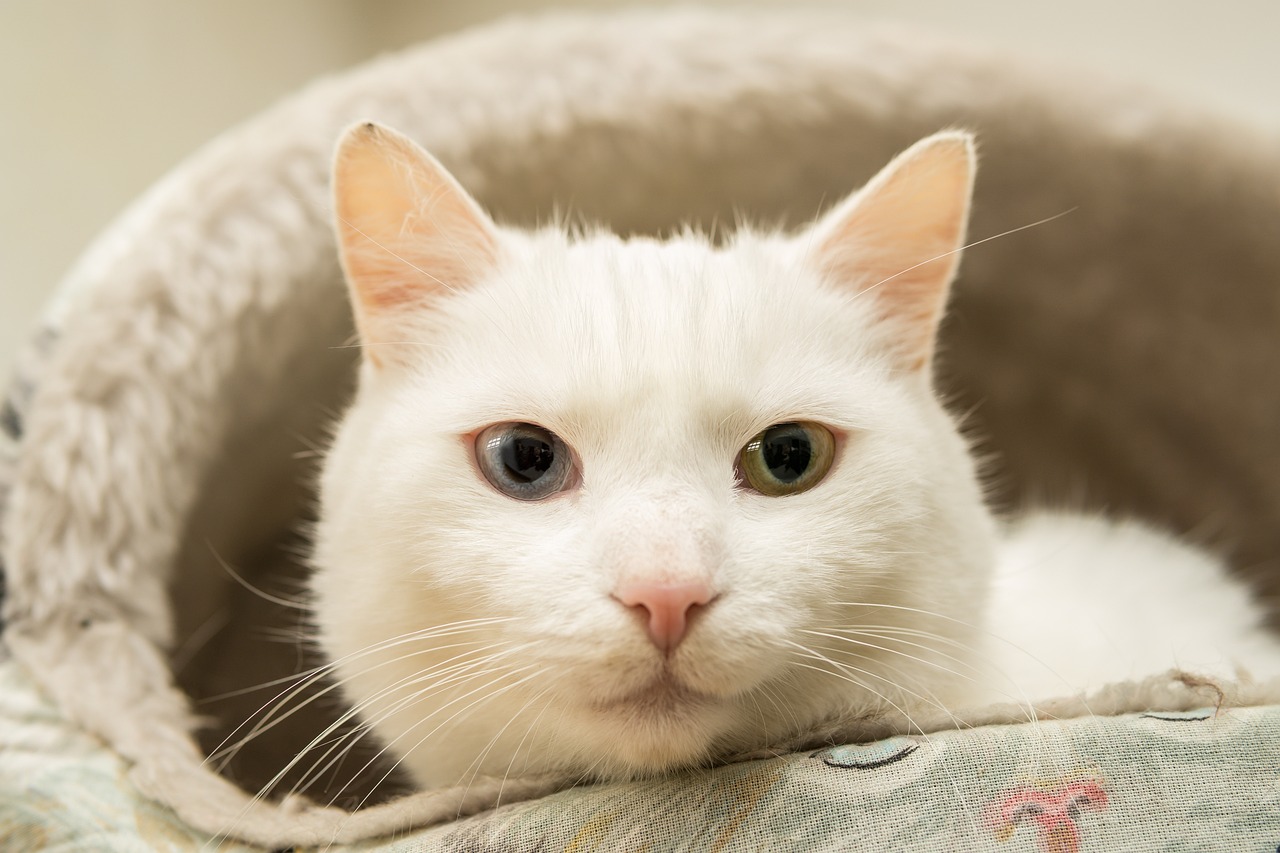 Con Mèo Trắng Đôi Mắt Màu Xanh - Ảnh miễn phí trên Pixabay - Pixabay