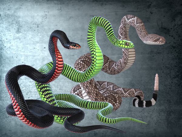Nằm mơ thấy 3 con rắn cắn bạn là điềm báo gì? Điềm báo chính xác 100% là gì?