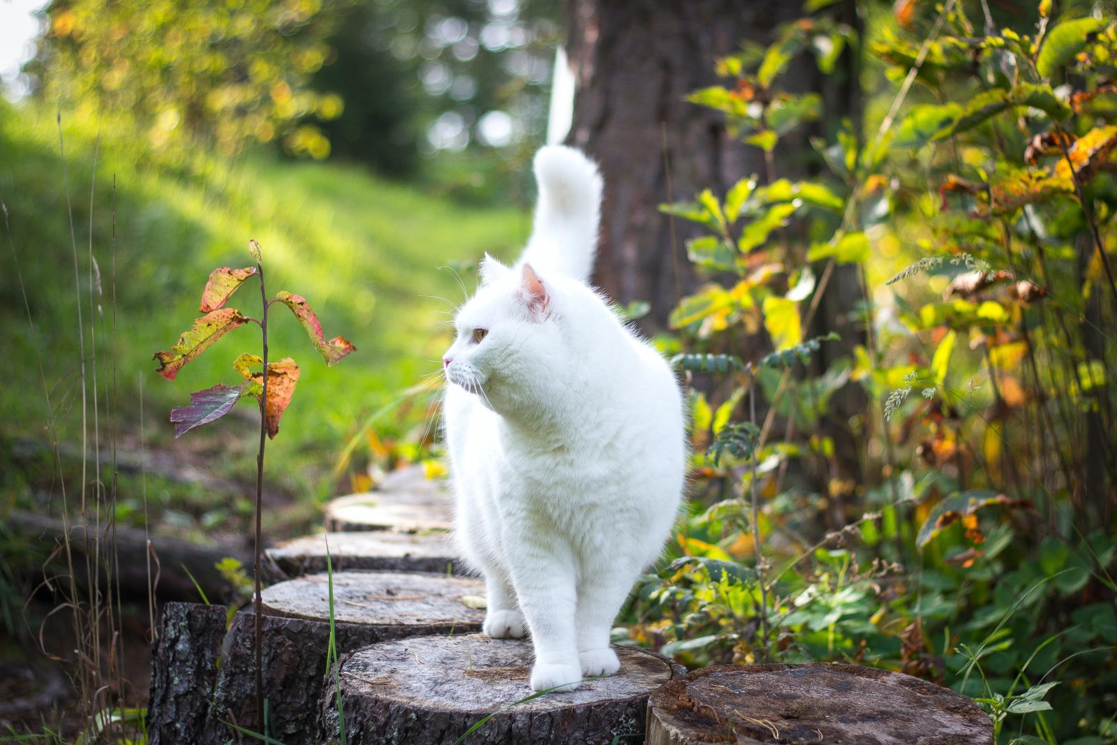 Nằm mơ thấy mèo trắng có ý nghĩa gì? Đánh con gì khi mơ thấy mèo trắng?