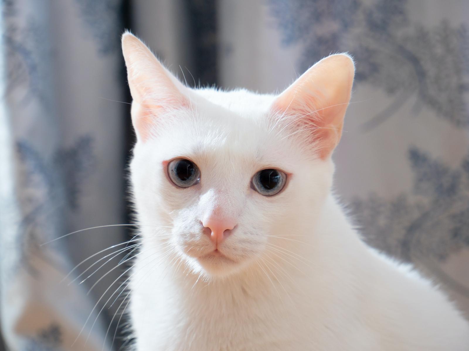 Nằm mơ thấy mèo trắng có ý nghĩa gì? Đánh con gì khi mơ thấy mèo trắng?