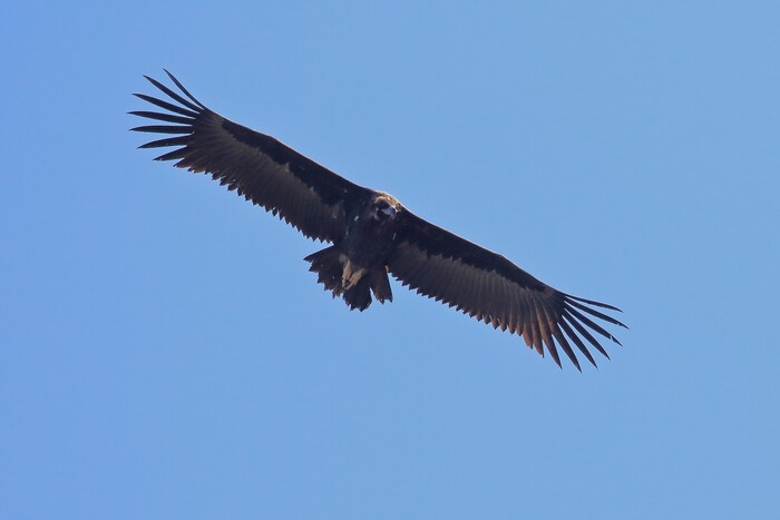 Estinzione avvoltoi in Sicilia: a Palermo il convegno di ornitologia all'istituto Zooprofilattico