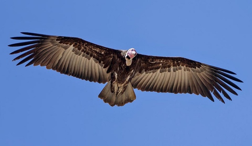 Ambiente, l'avvoltoio grifone tornerà a volare sulle Madonie - comunicalo.it